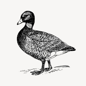 Brant, goose clipart, vintage bird | Free Vector - rawpixel
