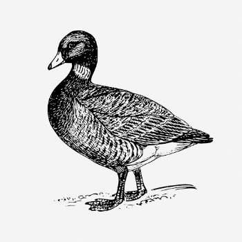 Brant, goose drawing, vintage bird | Free Photo - rawpixel