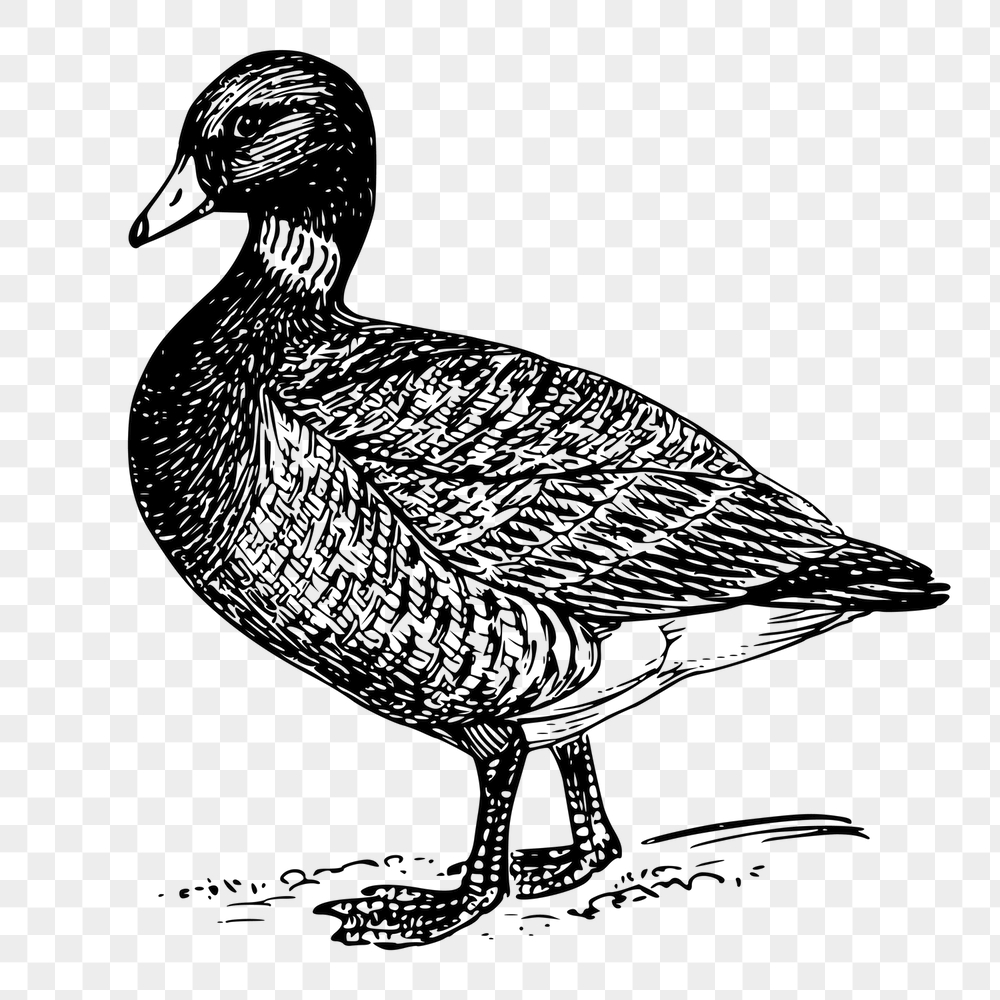 Brant, goose png sticker, bird | Free PNG - rawpixel