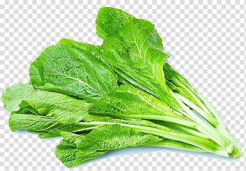 Brassica juncea Romaine lettuce Rapini Vegetable, vegetables transparent background PNG clipart