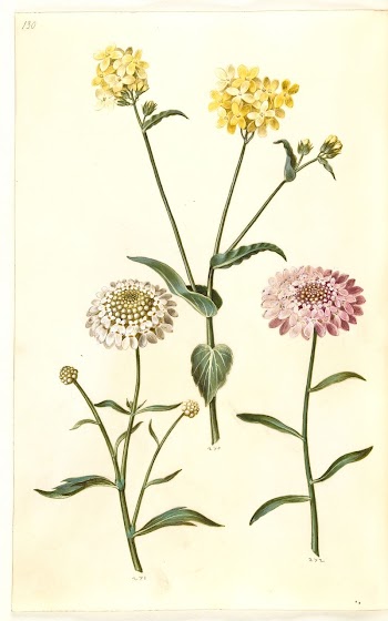 Brassica napus (rapeseed);Iberis amara (bitter | Free Photo - rawpixel