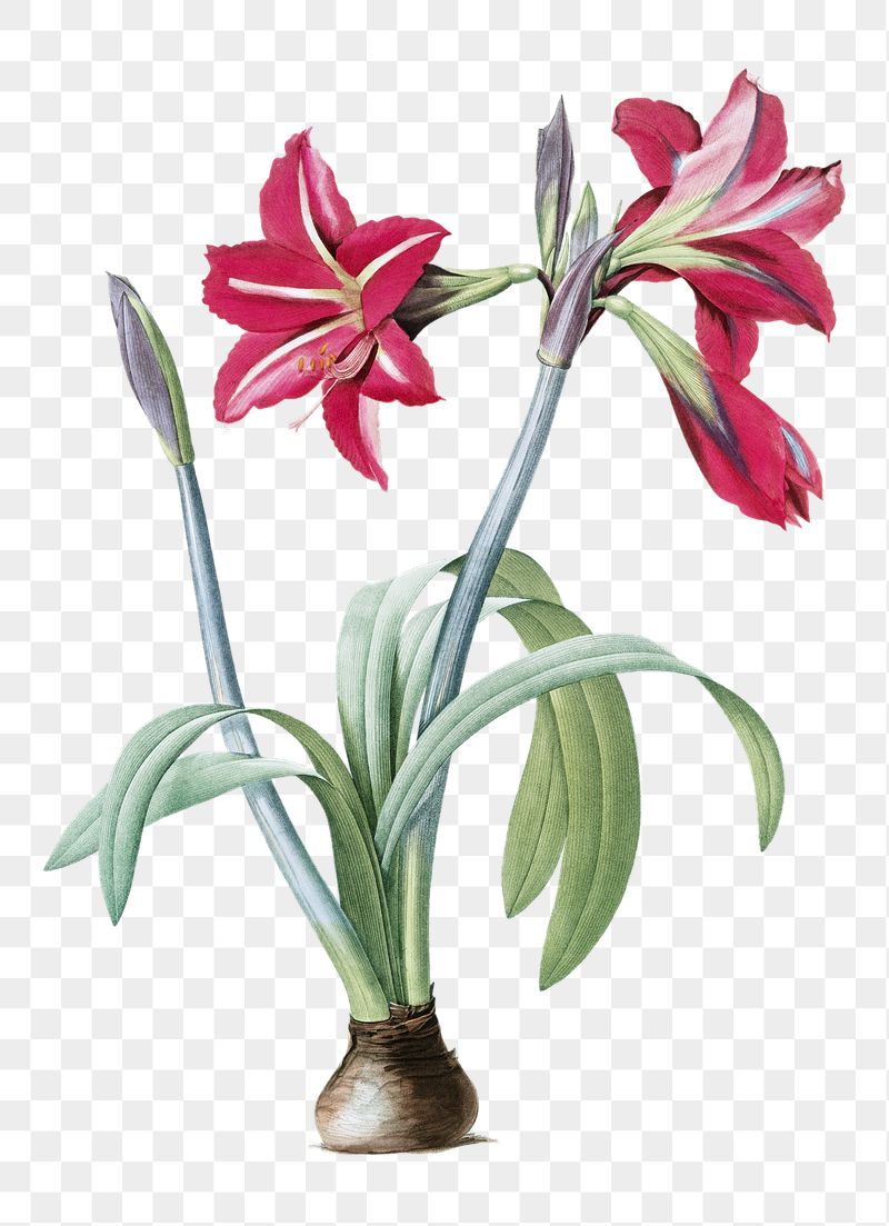 Brazilian amaryllis png illustration sticker, | Free PNG - rawpixel