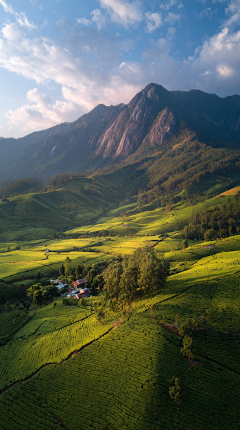 Breathtaking Aerial View of Tea Mountain at Dawn