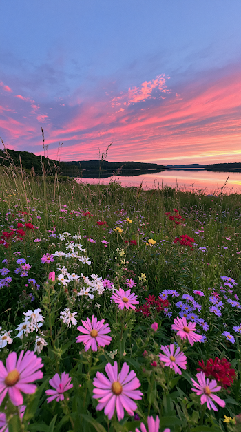 Breathtaking Summer Sunset Over a Tranquil Lakeside Meadow