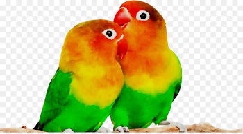 Breeding Lovebirds Parrot Desktop Wallpaper -  