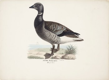 Brent goose, 1829, Magnus Von | Free Photo - rawpixel