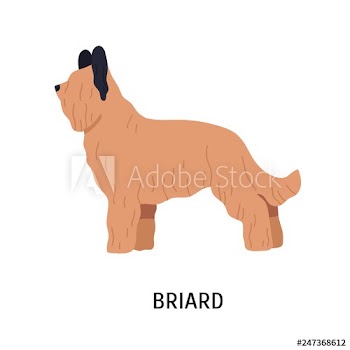Briard or Berger de Brie