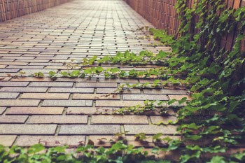 Brick Path &amp; Vines Free Photo 