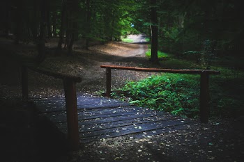 Bridge in the forest