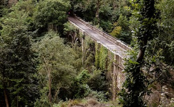 Bridge Surrounded By Trees