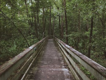 bridge surrounded with trees