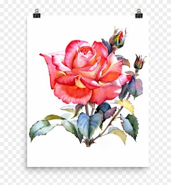 Bright And Floral Rose Watercolour Print Matte Poster - Rose Art Watercolor