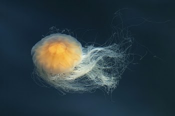 Bright floating jellyfish alone. Free | Free Photo - rawpixel