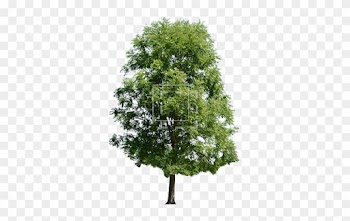 Bright Green Maple Tree - Maple Tree Pngp Hd