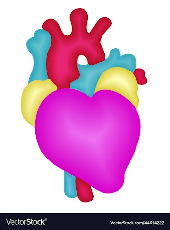 bright isolated of anatomical heart