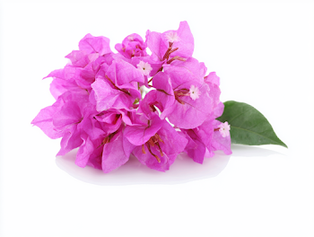 Bright Magenta-Pink Bougainvillea Blossoms on White Background