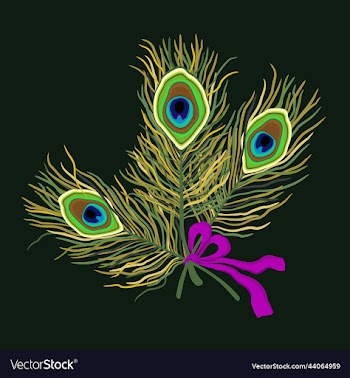 bright of peacock feathers on dark