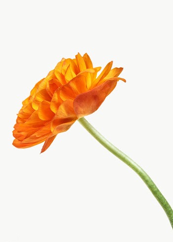Bright orange ranunculus flower transparent png | Free  transparent png - 2278248