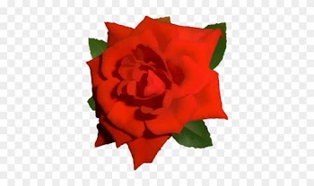 Bright Red Rose 01 - Png Flower Images With Transparent Roses Background