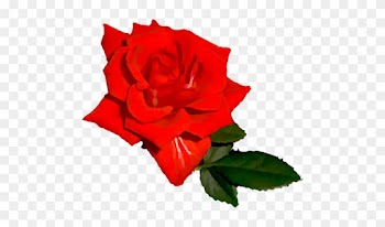 Bright Red Rose 03 - Bright Red Rose Transparent