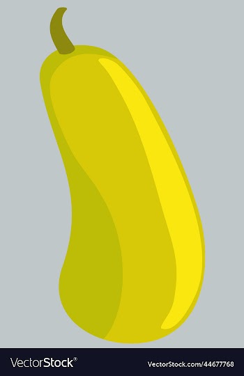 bright yellow plant of zucchini
