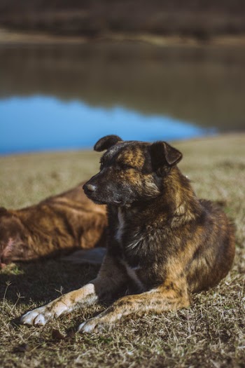 Brindle Dog