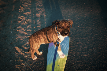 Brindle Dog on Penny Board