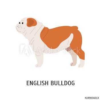 British or English Bulldog