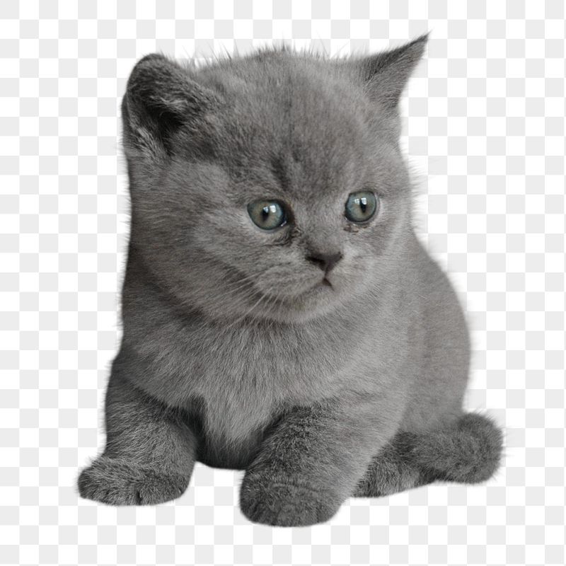 British short hair png kitten | Free PNG - rawpixel