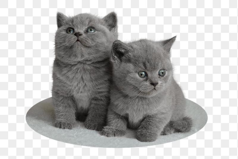 British short hair png kittens | Free PNG - rawpixel