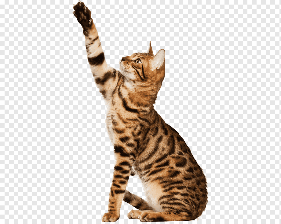 British Shorthair Bengal cat American Shorthair Bombay cat Egyptian Mau, kitten, mammal, cat Like Mammal, animals png