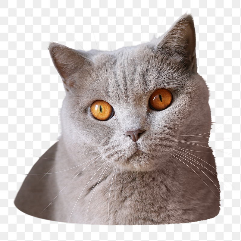 British shorthair cat png sticker, | Free PNG - rawpixel
