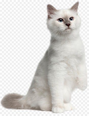 British Shorthair Dog Kitten Ragdoll Ocicat - dog 