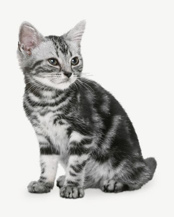 British shorthair kitten collage element | Free PSD - rawpixel