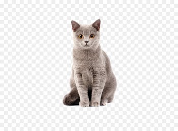 British Shorthair Kitten Dog–cat relationship Cat food - Cat 