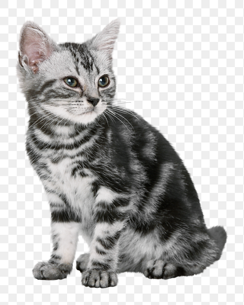 British shorthair kitten png sticker, | Free PNG - rawpixel