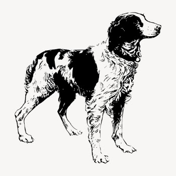 Brittany Spaniel dog drawing clipart, | Free Vector - rawpixel