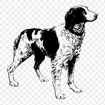 Brittany Spaniel dog png drawing | Free PNG - rawpixel