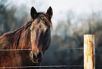 brnhorseface.jpg
