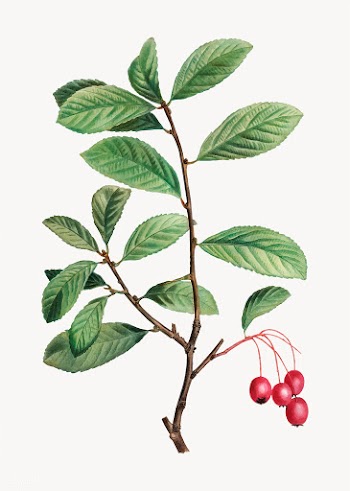 Broad-leaved cockspur thorn | Free stock vector - 568638