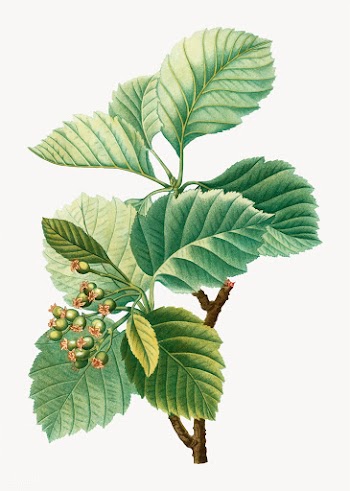 Broad leaved whitebeam plant | Free stock vector - 568631