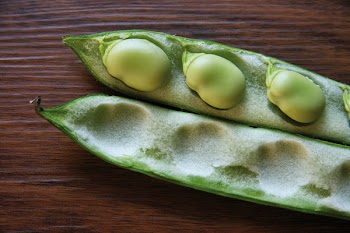 broadbeans_pod_2.jpg