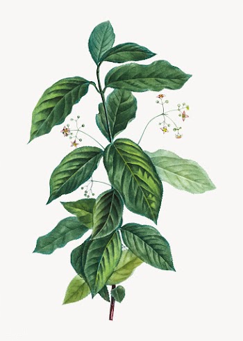 Broadlead spindle plant | Free stock vector - 568310