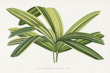 Broadleaf lady palm illustration from Les | Free Photo Illustration - rawpixel
