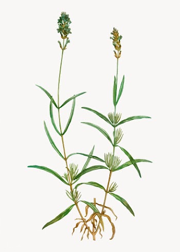 Broadleaved lavender | Free stock vector - 568194