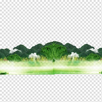 Broccoli Cauliflower Cabbage Vegetable, Green vegetables broccoli transparent background PNG clipart