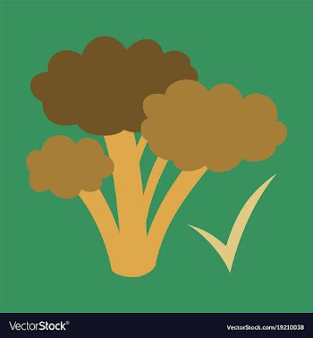 Broccoli flat isolated on background fresh vector image