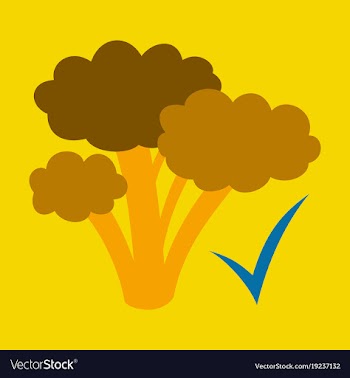 Broccoli flat isolated on background fresh vector image