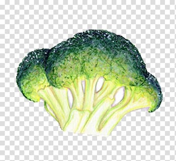 Broccoli Leaf vegetable Food Illustration, Hand-painted broccoli transparent background PNG clipart