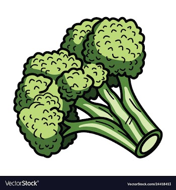 Broccoli vector image
